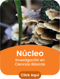 Grupo de investigación Núcleo Investigación en Ciencias Básicas