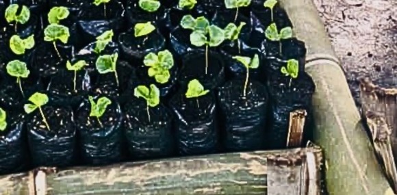 Semillero agrícola para un futuro sostenible.